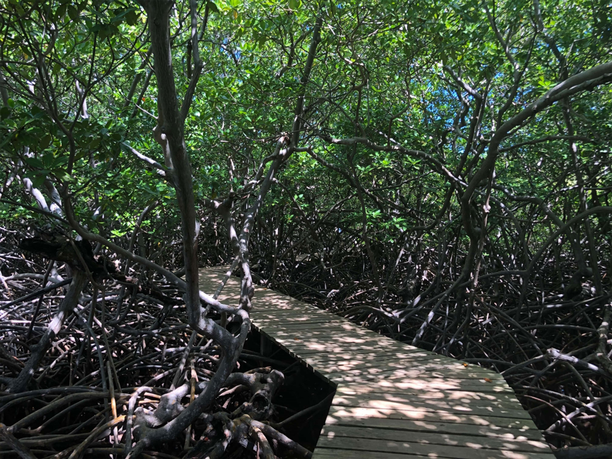 La Forêt de la Caravelle