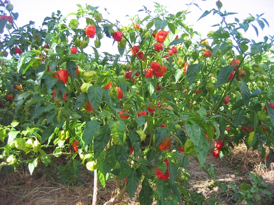 arbre a piment