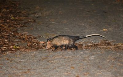 Le Manicou en Martinique : Un Trésor