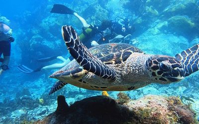 Plongée en Martinique